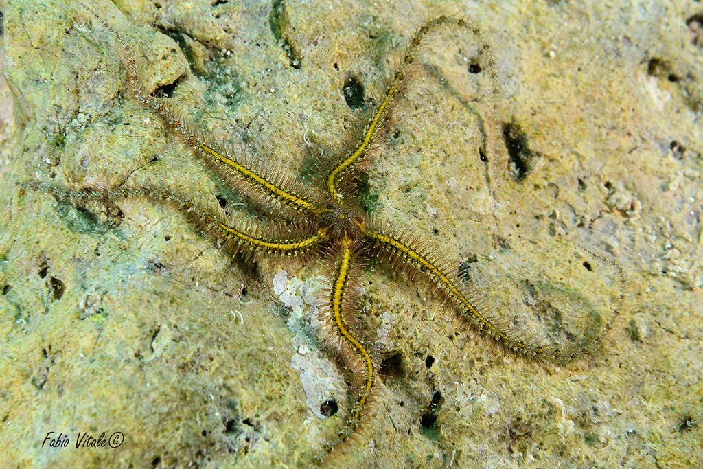 Ophiothrix fragilis